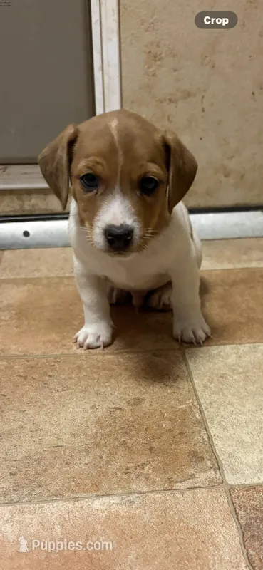 M4 sas – Jack Russell Terrier puppy for sale in Chiefland, FL