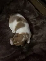 M4 sas, a male Jack Russell Terrier for sale in Chiefland, FL – Photo 4 of 4