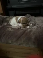 M4 sas, a male Jack Russell Terrier for sale in Chiefland, FL – Photo 1 of 4