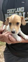M4 sas, a male Jack Russell Terrier for sale in Chiefland, FL – Photo 1 of 5