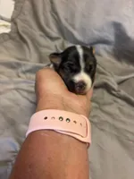 D2 female , a female Jack Russell Terrier for sale in Chiefland, FL – 8 of 10
