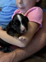 Tri a, a female Australian Shepherd for sale in Chiefland, FL – 5 of 7