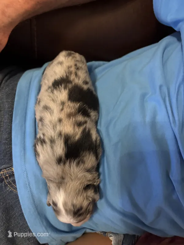 Merle a – Australian Shepherd puppy for sale in Chiefland, FL
