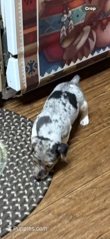 D f p 2 – Jack Russell Terrier puppy for sale in Chiefland, FL