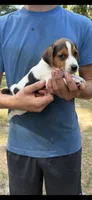 M gab 2, a male Jack Russell Terrier for sale in Chiefland, FL – 4 of 6