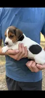 M gab 2, a male Jack Russell Terrier for sale in Chiefland, FL – 2 of 6