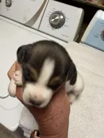 M gab 2, a male Jack Russell Terrier for sale in Chiefland, FL – Photo 2 of 4