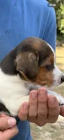 M gab 2, a male Jack Russell Terrier for sale in Chiefland, FL – 3 of 6