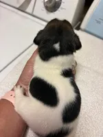 M gab 2, a male Jack Russell Terrier for sale in Chiefland, FL – Photo 4 of 4