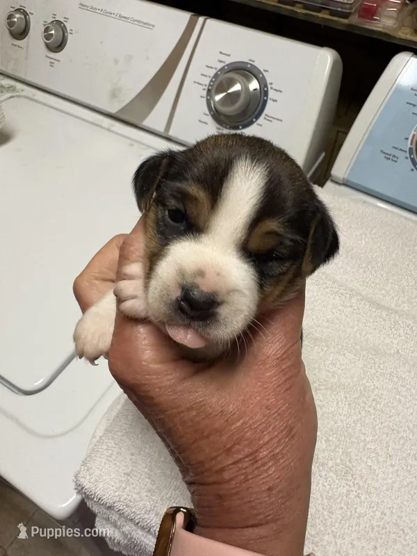 M gab 2 – Jack Russell Terrier puppy for sale in Chiefland, FL