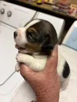 M gab 2, a male Jack Russell Terrier for sale in Chiefland, FL – Photo 3 of 4