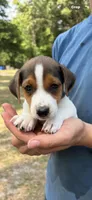 M gab 2, a male Jack Russell Terrier for sale in Chiefland, FL – 5 of 6