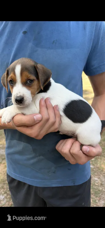 M gab 2 – Jack Russell Terrier puppy for sale in Chiefland, FL