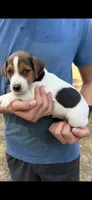 M gab 2, a male Jack Russell Terrier for sale in Chiefland, FL – 1 of 6