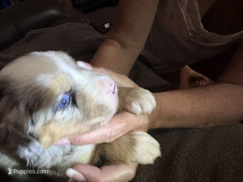 Merle a – Australian Shepherd puppy for sale in Chiefland, FL