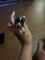 MJ2 F, a female Jack Russell Terrier for sale in Chiefland, FL – 2 of 2