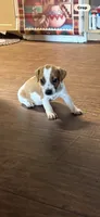 M1 F, a female Jack Russell Terrier for sale in Chiefland, FL – 2 of 4