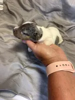 D1 female, a female Jack Russell Terrier for sale in Chiefland, FL – 3 of 10