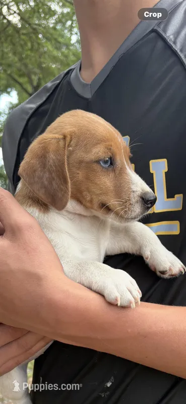 M3 sas – Jack Russell Terrier puppy for sale in Chiefland, FL