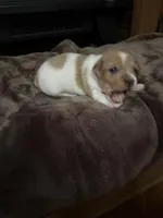 M3 sas, a male Jack Russell Terrier for sale in Chiefland, FL – Photo 4 of 5