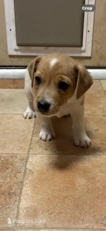 M3 sas – Jack Russell Terrier puppy for sale in Chiefland, FL