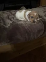 M3 sas, a male Jack Russell Terrier for sale in Chiefland, FL – Photo 3 of 5