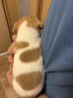 M3 sas, a male Jack Russell Terrier for sale in Chiefland, FL – Photo 5 of 5