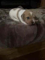 M3 sas, a male Jack Russell Terrier for sale in Chiefland, FL – Photo 1 of 5