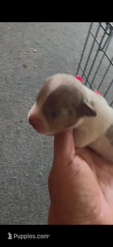 F max 1 – Jack Russell Terrier puppy for sale in Chiefland, FL