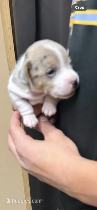 F maz 1 – Jack Russell Terrier puppy for sale in Chiefland, FL