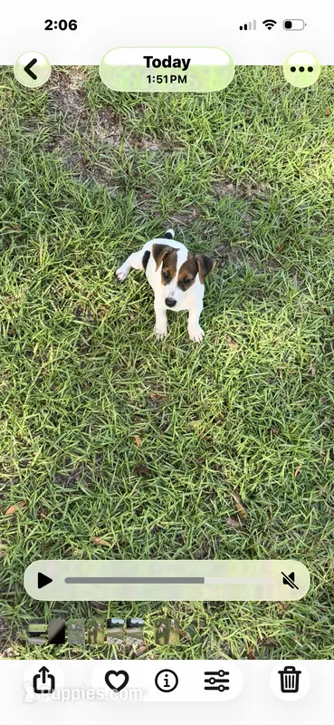 M2F – Jack Russell Terrier puppy for sale in Chiefland, FL