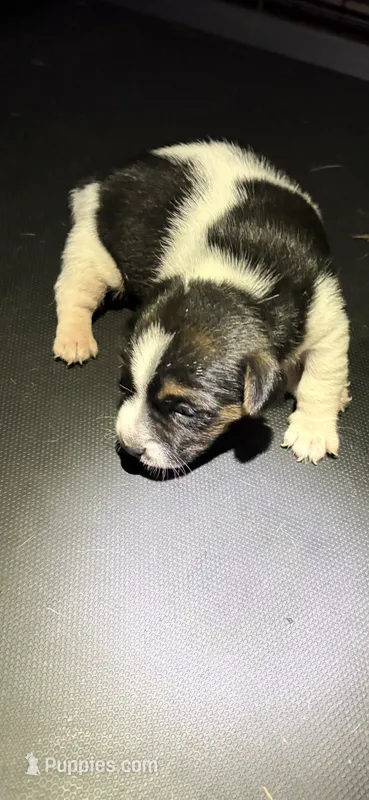 MJM – Jack Russell Terrier puppy for sale in Chiefland, FL