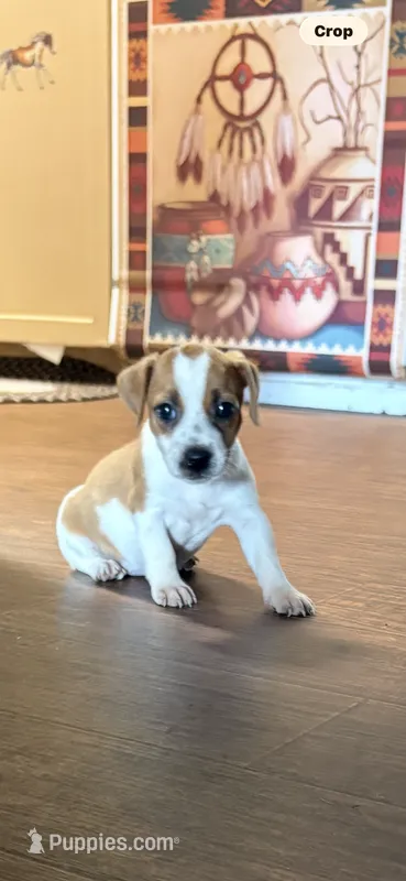 M1 F – Jack Russell Terrier puppy for sale in Chiefland, FL
