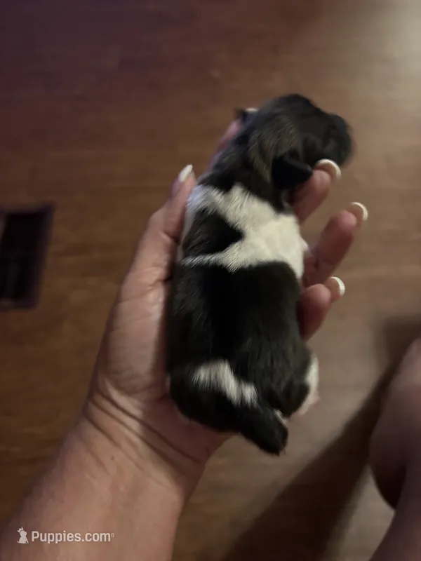 MJM – Jack Russell Terrier puppy for sale in Chiefland, FL