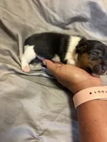 D1 male, a male Jack Russell Terrier for sale in Chiefland, FL – 5 of 10