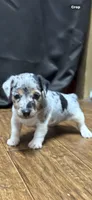 D f p 2, a female Jack Russell Terrier for sale in Chiefland, FL – 2 of 8