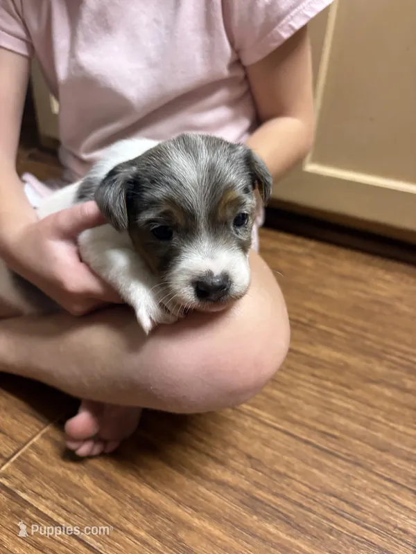 MJ2 F – Jack Russell Terrier puppy for sale in Chiefland, FL