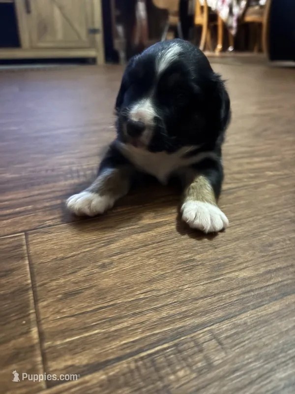 Tri a – Australian Shepherd puppy for sale in Chiefland, FL