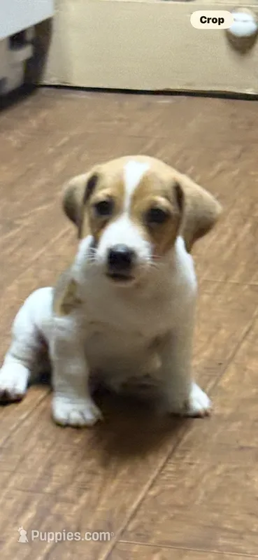 Maz m 1 – Jack Russell Terrier puppy for sale in Chiefland, FL