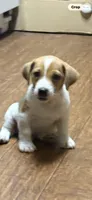 Maz m 1, a male Jack Russell Terrier for sale in Chiefland, FL – 1 of 3