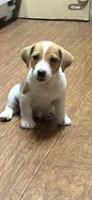 Maz m 1, a male Jack Russell Terrier for sale in Chiefland, FL – 2 of 3