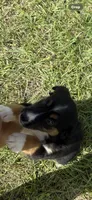 Tri a, a female Australian Shepherd for sale in Chiefland, FL – 3 of 9