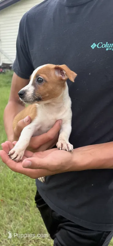 M1 F – Jack Russell Terrier puppy for sale in Chiefland, FL