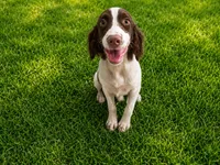 Rocky, the Spunky, a male English Springer Spaniel for sale in Miami, FL – 9 of 10