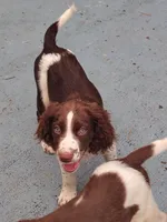 Mr. Watson, a male English Springer Spaniel for sale in Miami, FL – 7 of 10