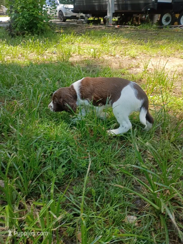 Mr. Watson – English Springer Spaniel puppy for sale in Houston, TX