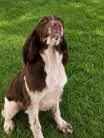Blanket, a male English Springer Spaniel for sale in Miami, FL – 6 of 7