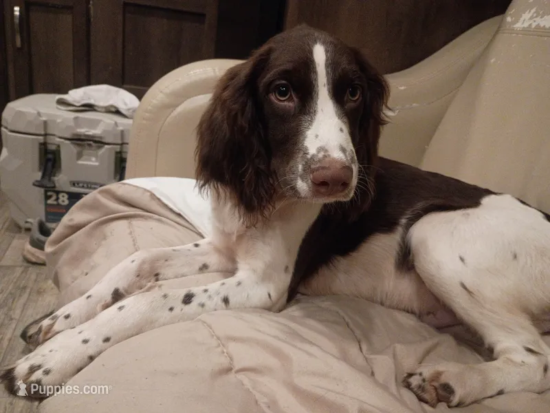 Mr. Watson – English Springer Spaniel puppy for sale in Miami, FL