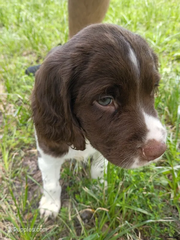 Captain Hook – English Springer Spaniel puppy for sale in Houston, TX