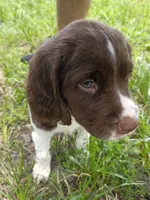 Captain Hook, a male English Springer Spaniel for sale in Houston, TX – 1 of 2